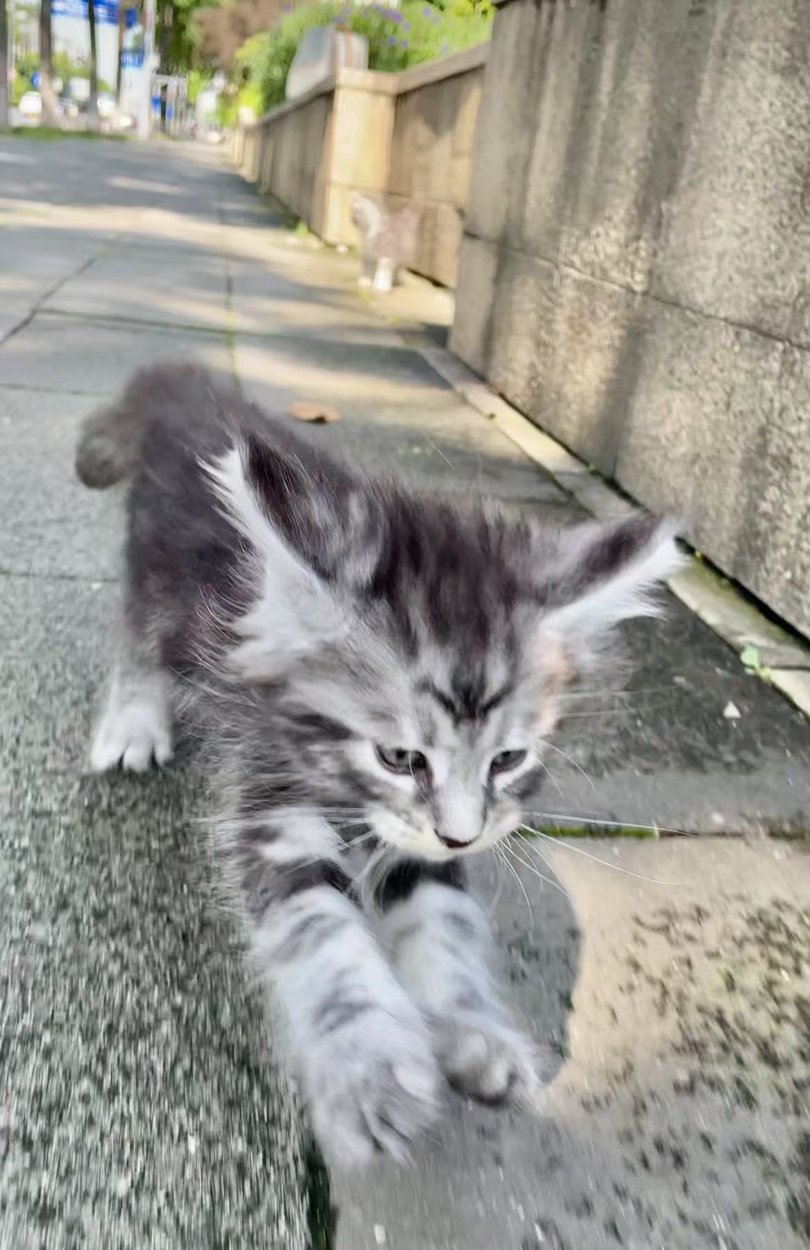 银虎缅因猫特价领养